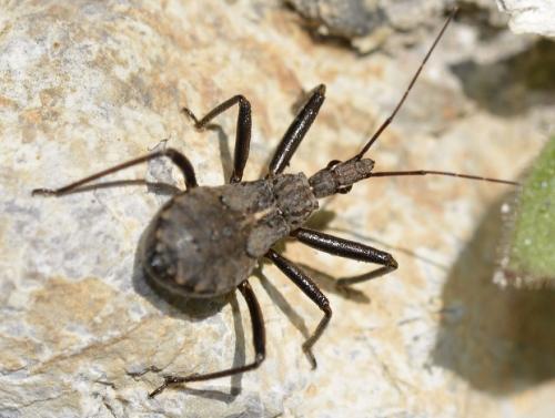 Réf. 209 018 : Rhynocoris erythropus